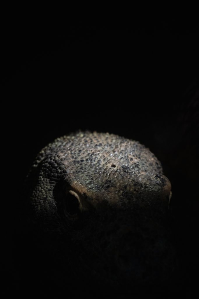 Komodo In The Dark
