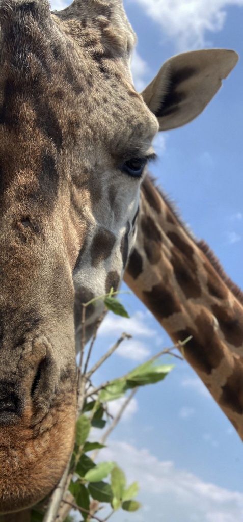selfy with a giraffe